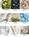 Skincare product ingredients with images and descriptions.